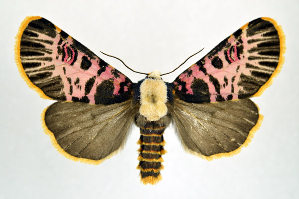 /filer/webapps/moths/media/images/N/nigrofasciatum_Capillamentum_AM_NHMO.jpg