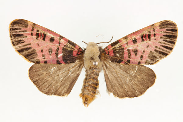 /filer/webapps/moths/media/images/N/nigrofasciatum_Capillamentum_AM_RMCA_01.jpg