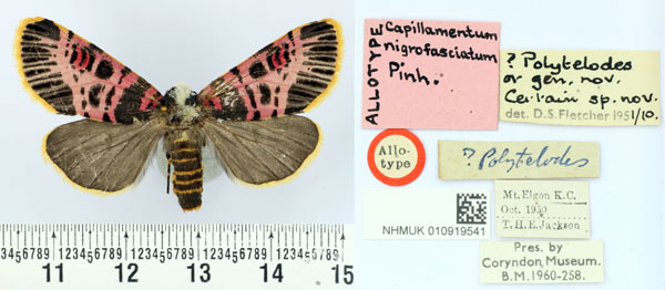 /filer/webapps/moths/media/images/N/nigrofasciatum_Capillamentum_AT_BMNH.jpg