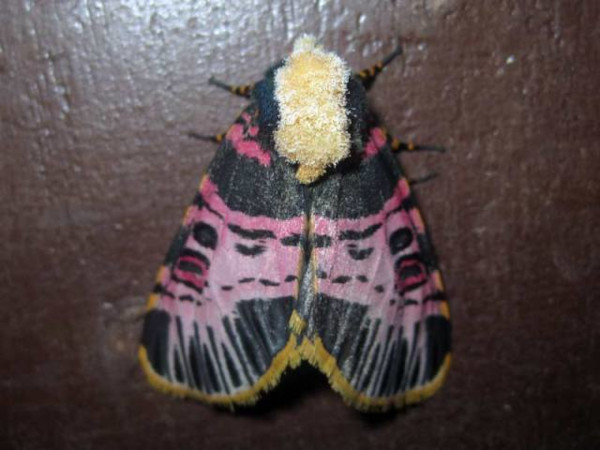 /filer/webapps/moths/media/images/N/nigrofasciatum_Capillamentum_A_Bygott.jpg