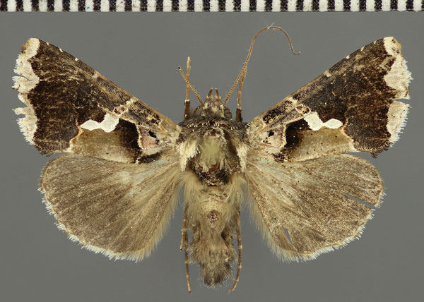 /filer/webapps/moths/media/images/N/nigrogemmea_Ctenoplusia_AM_Fiebig.jpg