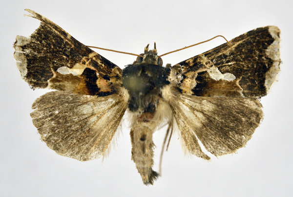 /filer/webapps/moths/media/images/N/nigrogemmea_Phytometra_A_NHMO.jpg
