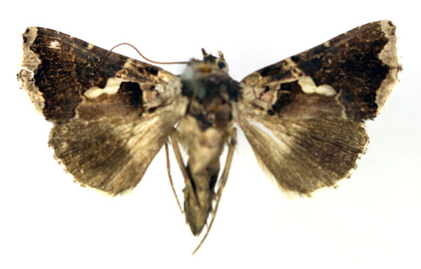 /filer/webapps/moths/media/images/N/nigrogemmea_Phytometra_A_RMCA.jpg