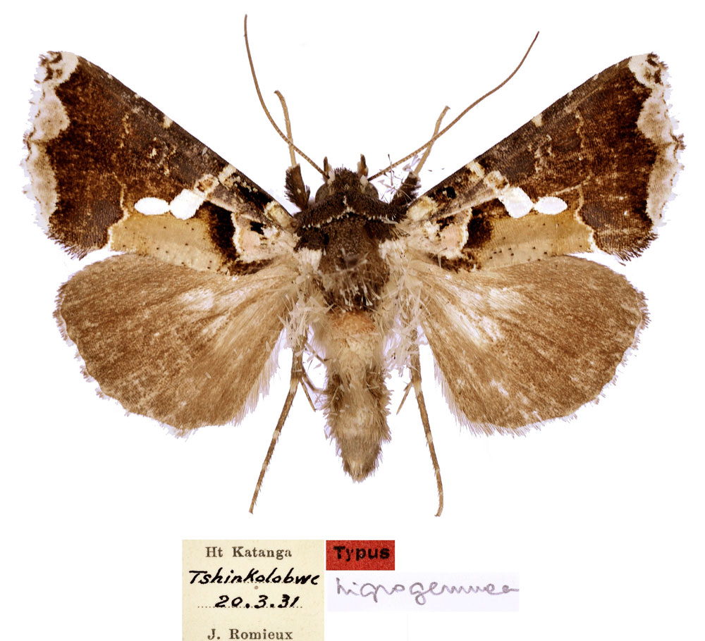 /filer/webapps/moths/media/images/N/nigrogemmea_Phytometra_HT_MHNG.jpg