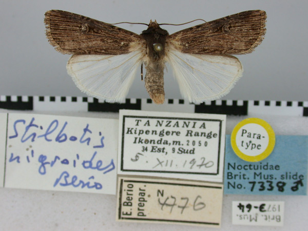 /filer/webapps/moths/media/images/N/nigroides_Stilbotis_PT_BMNH.jpg