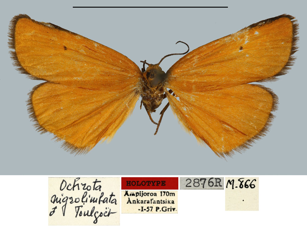 /filer/webapps/moths/media/images/N/nigrolimbata_Ochrota_HT_MNHN.jpg