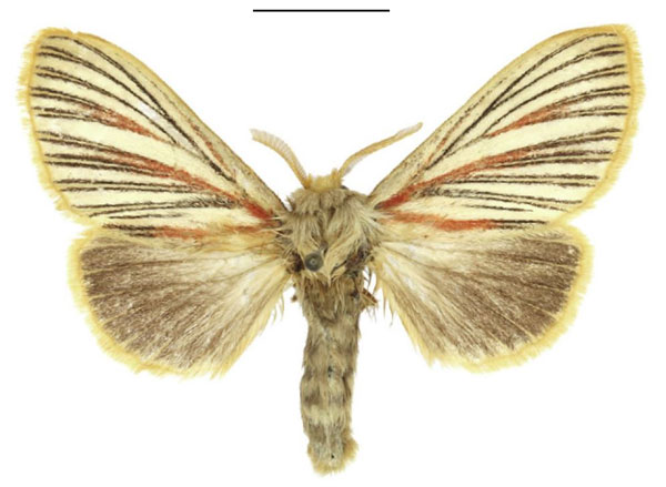 /filer/webapps/moths/media/images/N/nigrolineata_Grammodora_AF_ANHRT.jpg