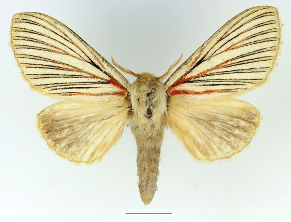 /filer/webapps/moths/media/images/N/nigrolineata_Grammodora_AF_Basquin_01.jpg