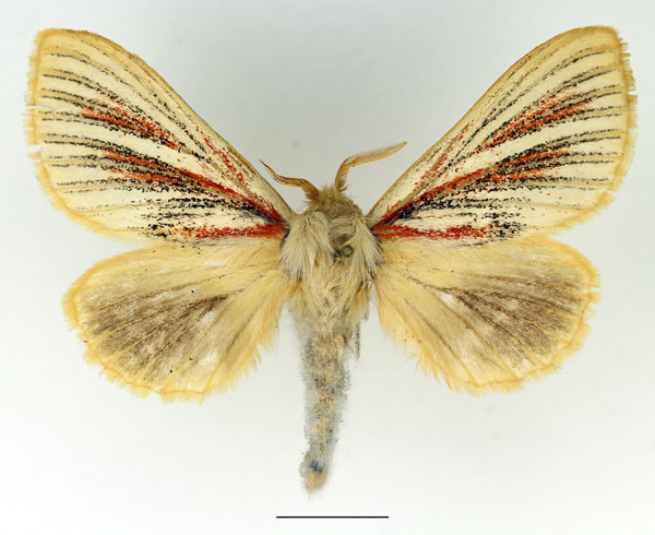 /filer/webapps/moths/media/images/N/nigrolineata_Grammodora_AF_Basquin_02.jpg