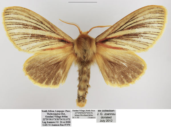 /filer/webapps/moths/media/images/N/nigrolineata_Grammodora_AF_TMSA.jpg
