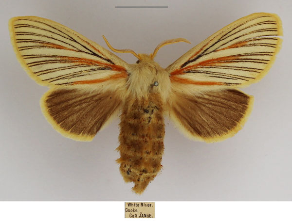 /filer/webapps/moths/media/images/N/nigrolineata_Grammodora_AF_TMSA_01.jpg