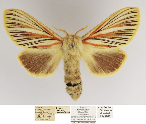 /filer/webapps/moths/media/images/N/nigrolineata_Grammodora_AF_TMSA_02.jpg