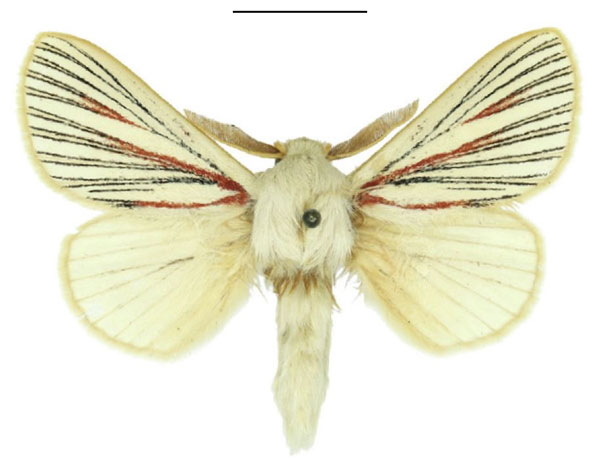 /filer/webapps/moths/media/images/N/nigrolineata_Grammodora_AM_ANHRT.jpg