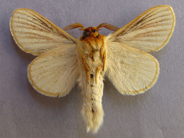 /filer/webapps/moths/media/images/N/nigrolineata_Grammodora_AM_Baron_01.jpg