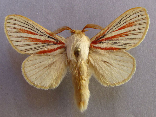 /filer/webapps/moths/media/images/N/nigrolineata_Grammodora_AM_Baron_02.jpg