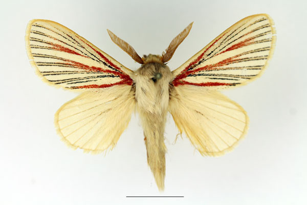 /filer/webapps/moths/media/images/N/nigrolineata_Grammodora_AM_Basquin_01.jpg