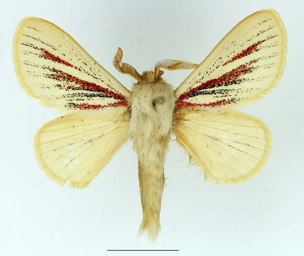 /filer/webapps/moths/media/images/N/nigrolineata_Grammodora_AM_Basquin_02.jpg