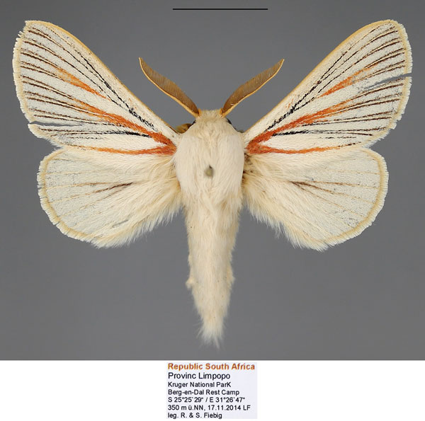 /filer/webapps/moths/media/images/N/nigrolineata_Grammodora_AM_Fiebig.jpg