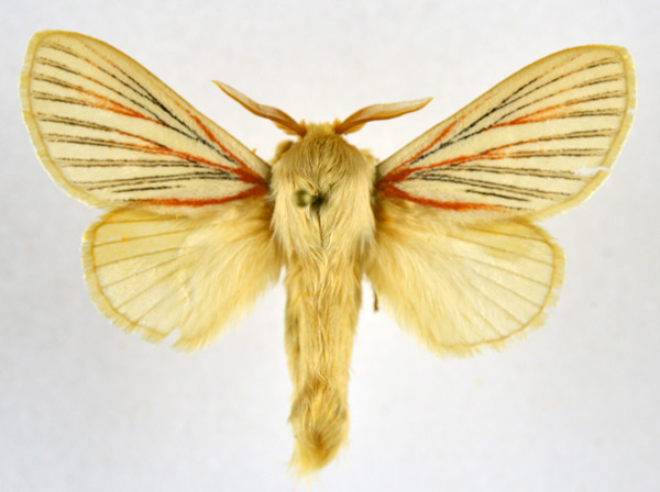 /filer/webapps/moths/media/images/N/nigrolineata_Grammodora_AM_NHMO.jpg