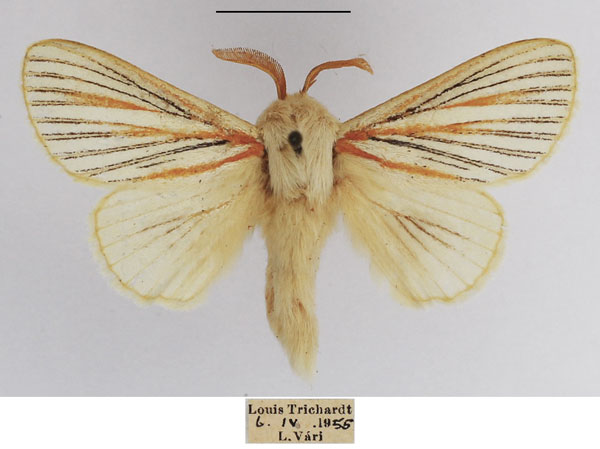 /filer/webapps/moths/media/images/N/nigrolineata_Grammodora_AM_TMSA_01.jpg