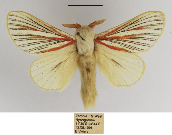/filer/webapps/moths/media/images/N/nigrolineata_Grammodora_AM_TMSA_02.jpg