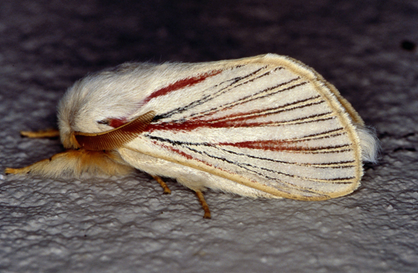 /filer/webapps/moths/media/images/N/nigrolineata_Grammodora_A_Roland_02.jpg