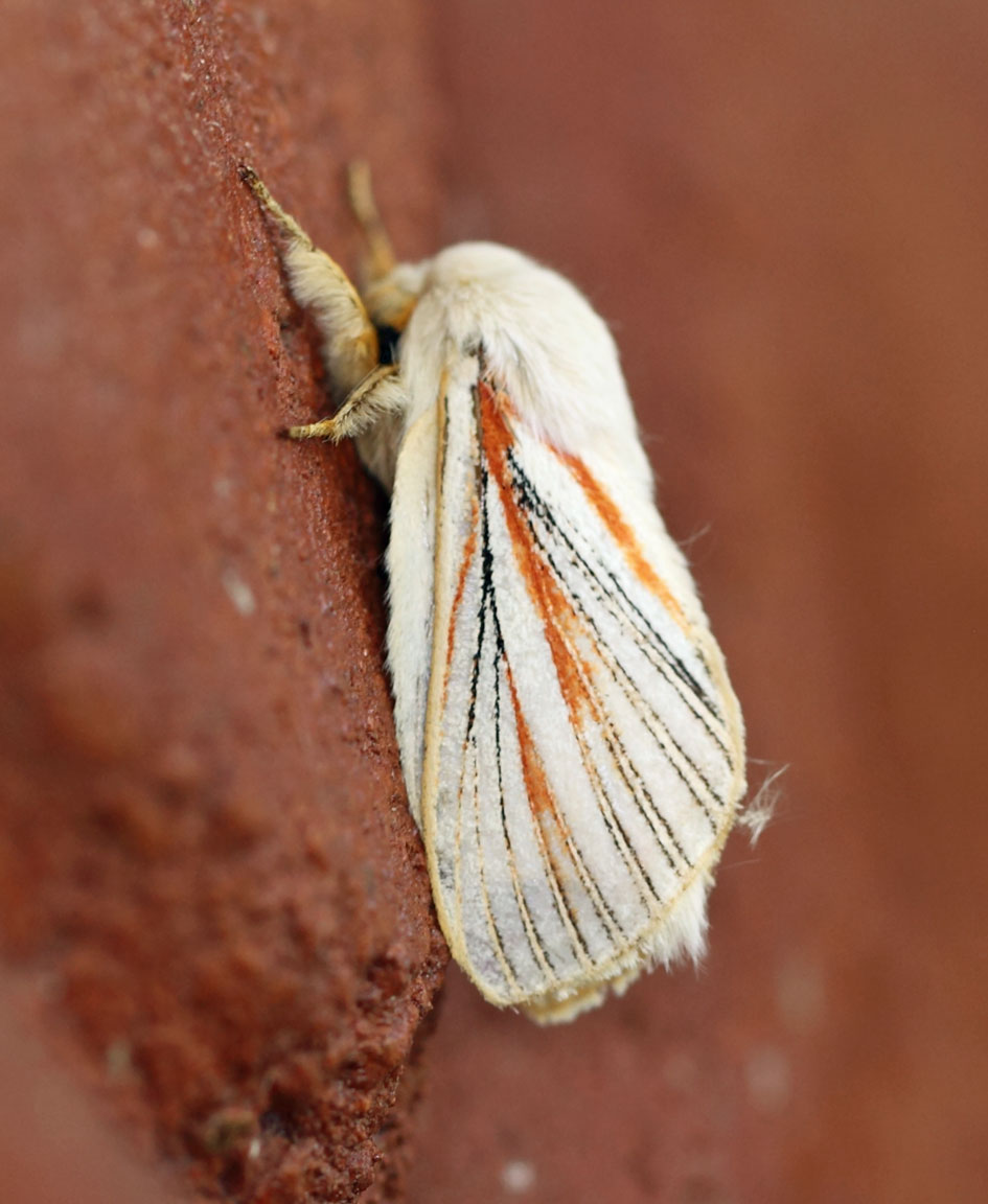 /filer/webapps/moths/media/images/N/nigrolineata_Grammodora_A_Voaden_01.jpg