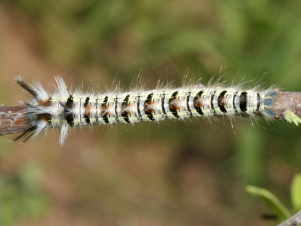 /filer/webapps/moths/media/images/N/nigrolineata_Grammodora_C_Roland.jpg