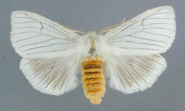 /filer/webapps/moths/media/images/N/nigrolineata_Haplozana_AF_RMCA.jpg