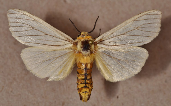 /filer/webapps/moths/media/images/N/nigrolineata_Haplozana_A_Butler.jpg