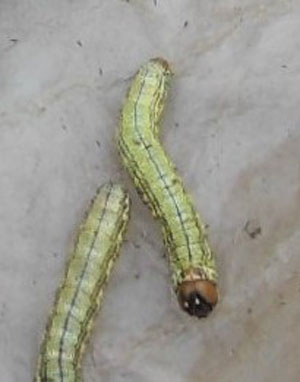 /filer/webapps/moths/media/images/N/nigrolineata_Haplozana_C_Konda.jpg