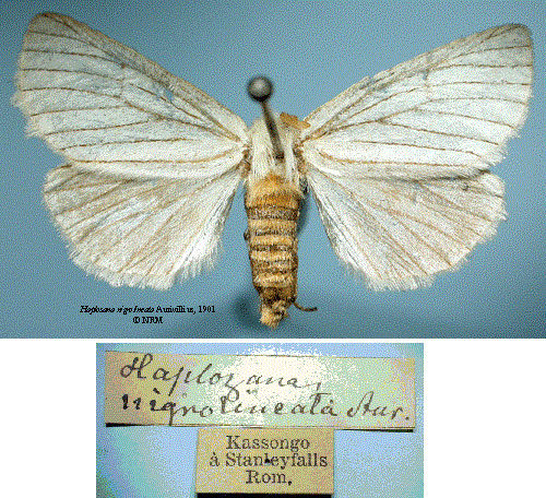 /filer/webapps/moths/media/images/N/nigrolineata_Haplozana_HT_SNHM.jpg