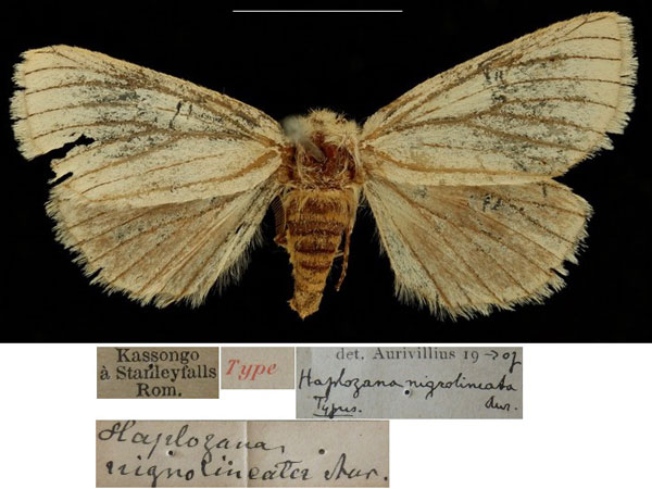 /filer/webapps/moths/media/images/N/nigrolineata_Haplozana_ST_RBINSa.jpg