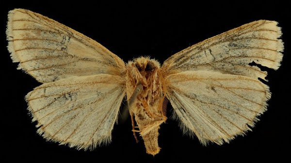 /filer/webapps/moths/media/images/N/nigrolineata_Haplozana_ST_RBINSb.jpg