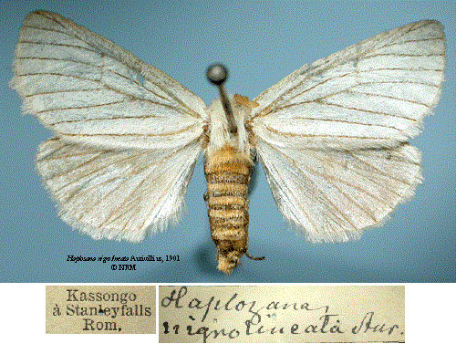 /filer/webapps/moths/media/images/N/nigrolineata_Haplozana_ST_SNHMa.jpg