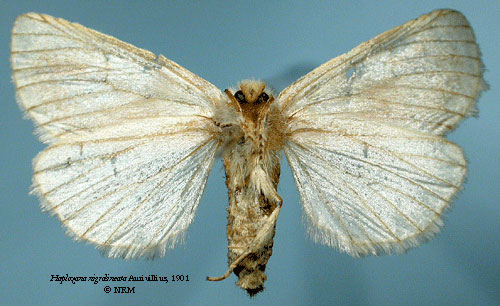 /filer/webapps/moths/media/images/N/nigrolineata_Haplozana_ST_SNHMb.jpg