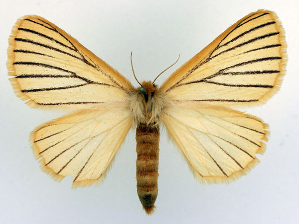 /filer/webapps/moths/media/images/N/nigrolineata_Phiala_AF_Basquin_01.jpg