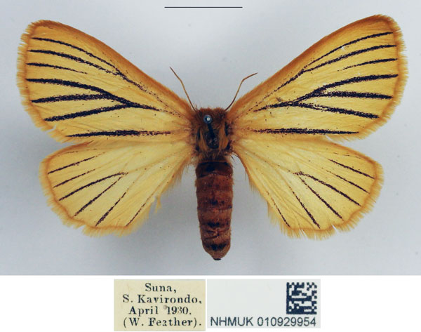/filer/webapps/moths/media/images/N/nigrolineata_Phiala_AF_NHMUK.jpg