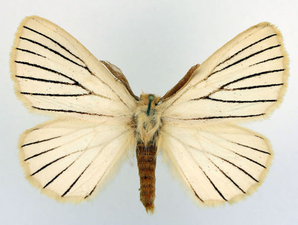 /filer/webapps/moths/media/images/N/nigrolineata_Phiala_AM_Basquin.jpg