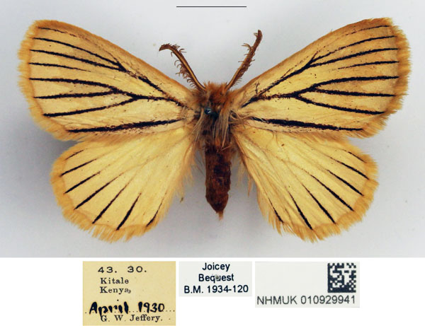 /filer/webapps/moths/media/images/N/nigrolineata_Phiala_AM_NHMUK.jpg