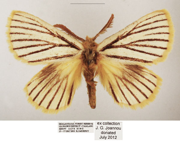 /filer/webapps/moths/media/images/N/nigrolineata_Phiala_AM_TMSA_01.jpg