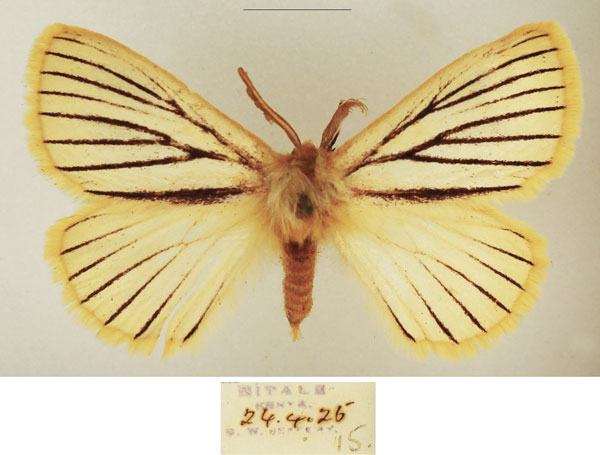 /filer/webapps/moths/media/images/N/nigrolineata_Phiala_AM_TMSA_02.jpg