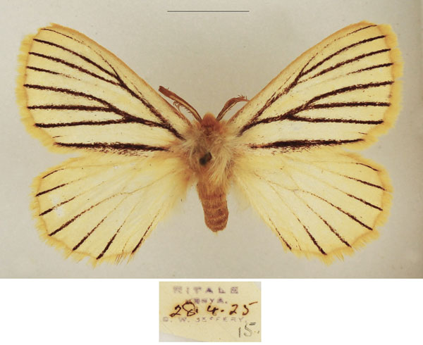 /filer/webapps/moths/media/images/N/nigrolineata_Phiala_AM_TMSA_03.jpg