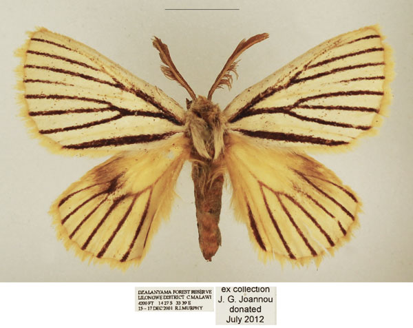 /filer/webapps/moths/media/images/N/nigrolineata_Phiala_AM_TMSA_04.jpg