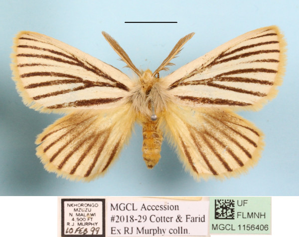/filer/webapps/moths/media/images/N/nigrolineata_Phiala_A_MGCLa_01.JPG