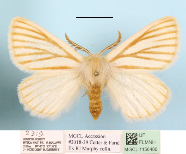 /filer/webapps/moths/media/images/N/nigrolineata_Phiala_A_MGCLa_03.JPG