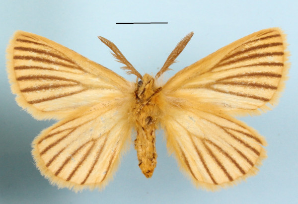 /filer/webapps/moths/media/images/N/nigrolineata_Phiala_A_MGCLb_01.JPG