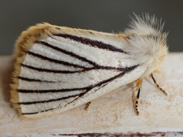 /filer/webapps/moths/media/images/N/nigrolineata_Phiala_A_Voaden.JPG