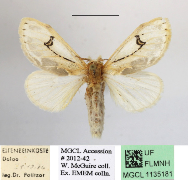 /filer/webapps/moths/media/images/N/nigrolunata_Naroma_A_MGCLa_01.JPG