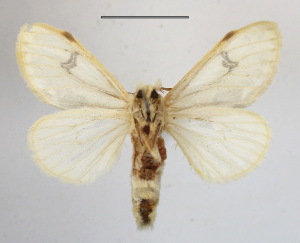 /filer/webapps/moths/media/images/N/nigrolunata_Naroma_A_MGCLb_01.JPG
